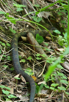 [View of part of this large snake as it slithers through the undergrowth. The snake's skin is black with section of yellow arrow-like stripes.]